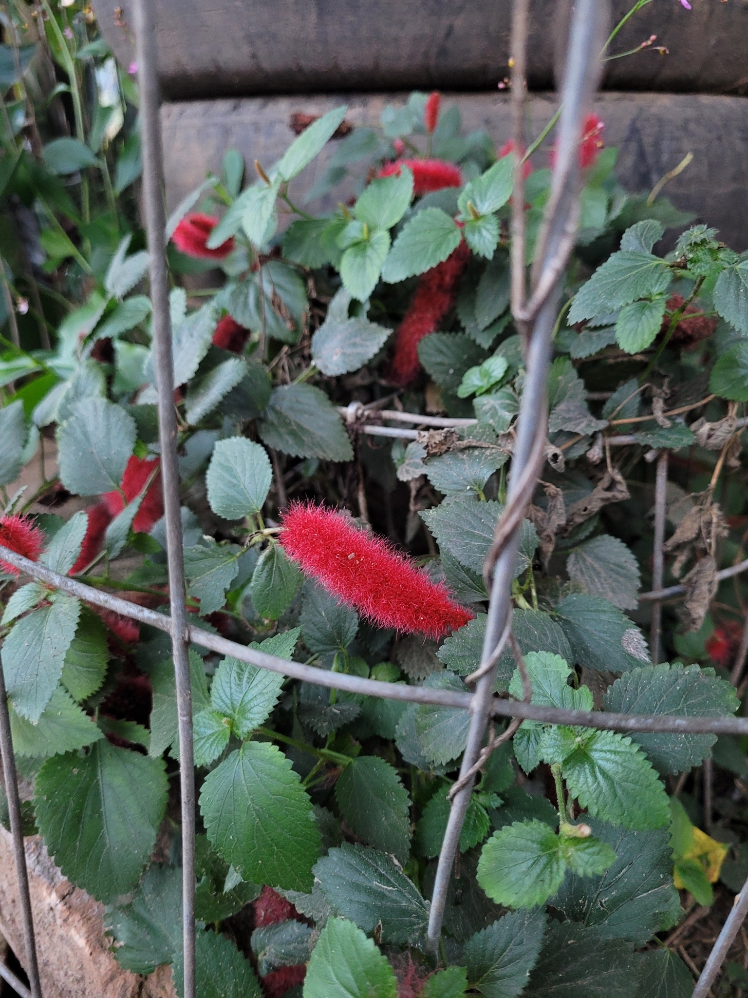 Acalypha herzogiana