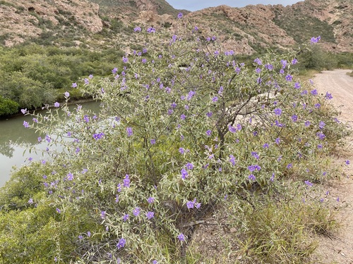 Baja California nightshade