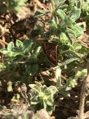 Pyrausta californicalis