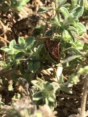 Pyrausta californicalis