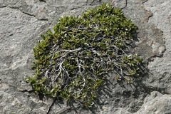 Rhamnus pumila