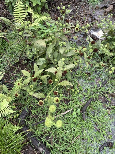 Hyptis capitata observed 2025-01-27