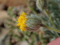 Erigeron bloomeri
