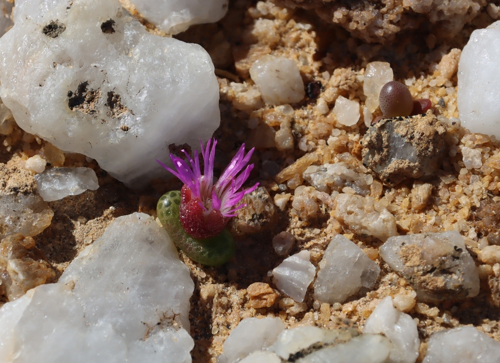 Monilaria luckhoffii L. Bolus