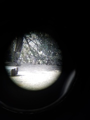 Ammospermophilus interpres