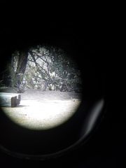 Ammospermophilus interpres