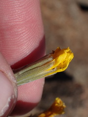 Crepis pleurocarpa