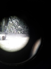 Ammospermophilus interpres