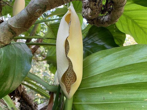 Swiss cheese vine (Monstera adansonii)