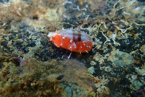 Purpuradusta fimbriata observed 2024-12-18