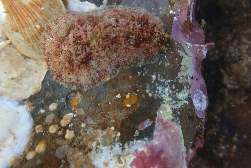 Dolabrifera dolabrifera observed 2024-12-18