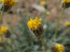 Erigeron bloomeri