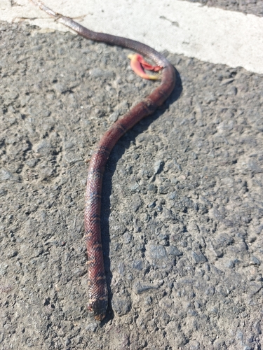 Banded Centipede Snake
