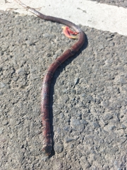 Banded Centipede Snake
