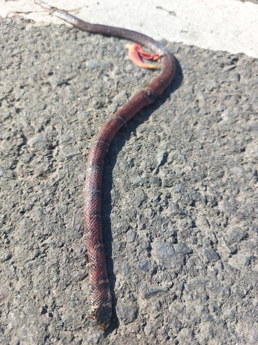 Banded Centipede Snake