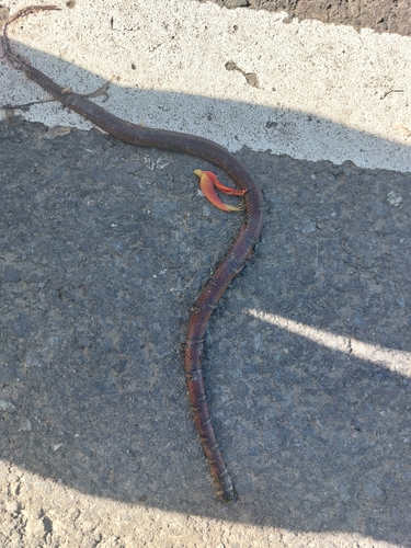 Banded Centipede Snake