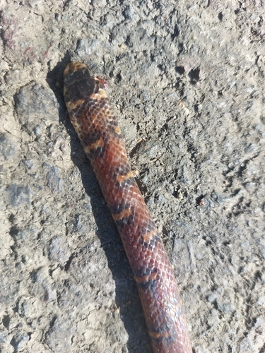 Banded Centipede Snake