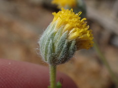 Erigeron bloomeri