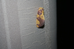 Copifrontia xantherythra