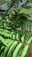 Ailanthus altissima