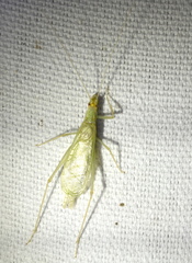 Oecanthus exclamationis