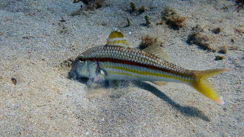 Red mullet (Mullus surmuletus) — Mullidae — 4