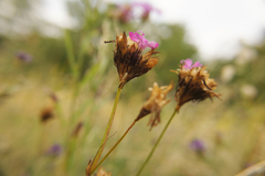Dianthus carthusianorum