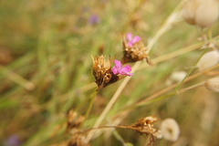 Dianthus carthusianorum