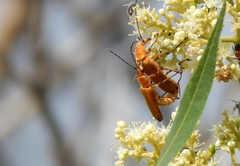 Chauliognathus discus