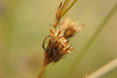 Dianthus carthusianorum