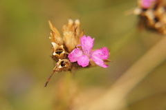 Dianthus carthusianorum