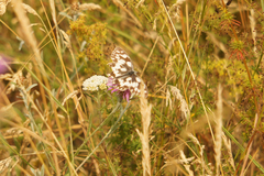 Melanargia galathea