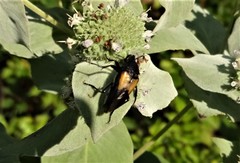 Macrosiagon dimidiata