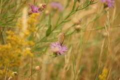 Centaurea jacea