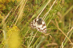 Melanargia galathea