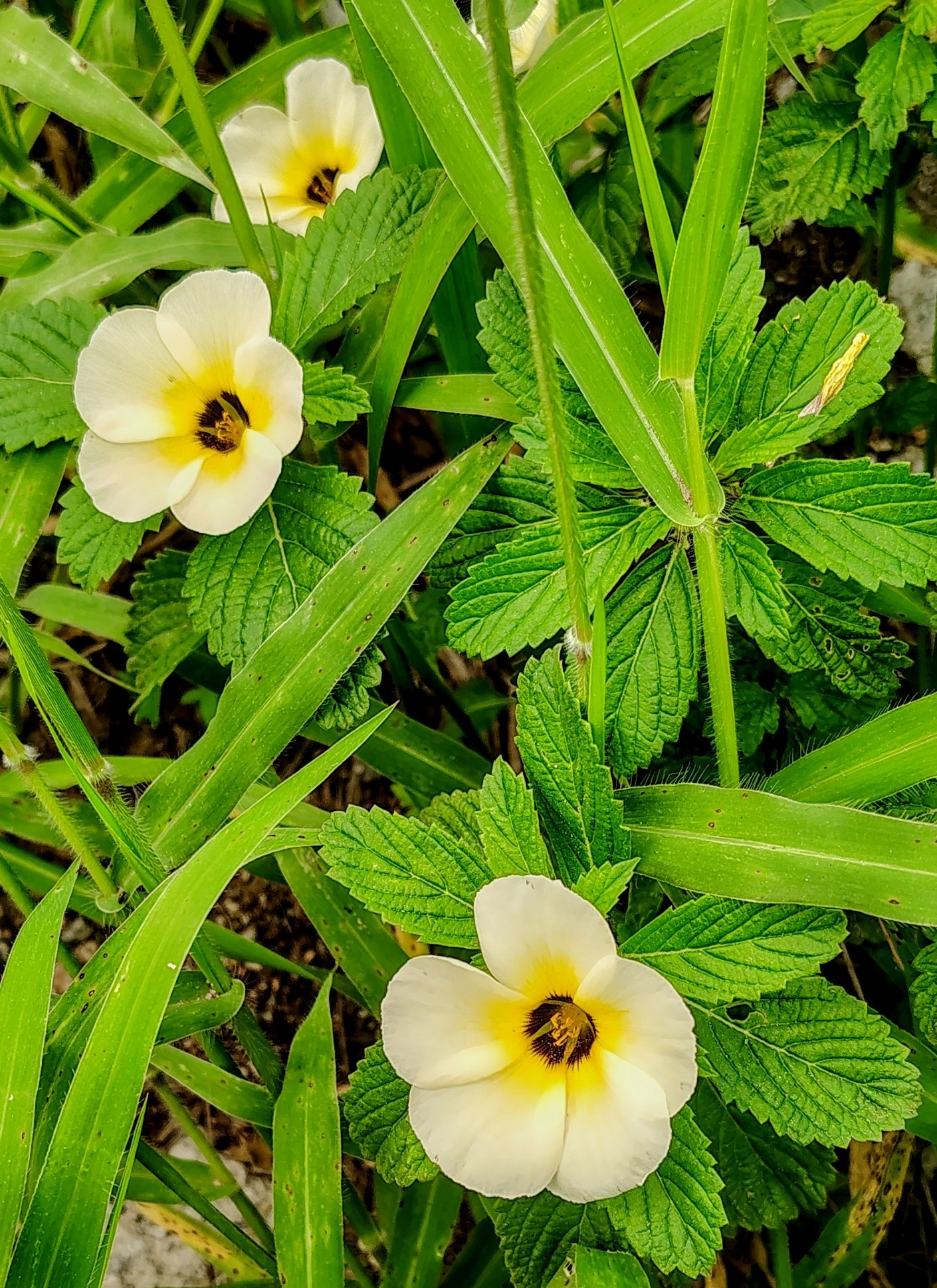 Turnera subulata