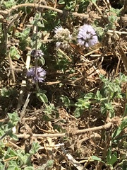Pyrausta californicalis