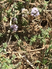 Pyrausta californicalis
