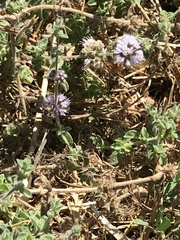 Pyrausta californicalis