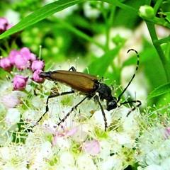 Brachyleptura