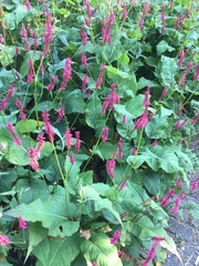 Bistorta amplexicaulis