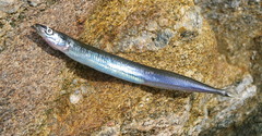 Lesser Sand-Eel photo 3