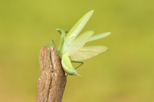 Egyptian Praying Mantis