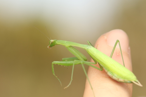 Egyptian Praying Mantis