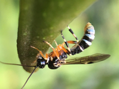 Tryphoninae