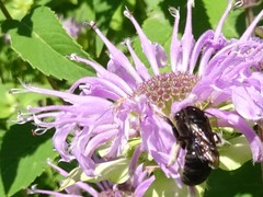 Melissodes bimaculatus