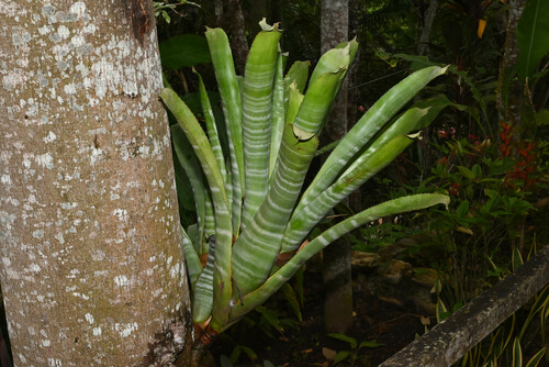 Aechmea chantinii, photograph 5