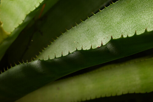 Aechmea chantinii, photograph 6