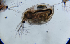 Daphnia curvirostris