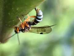 Tryphoninae